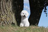 BICHON FRISE 028